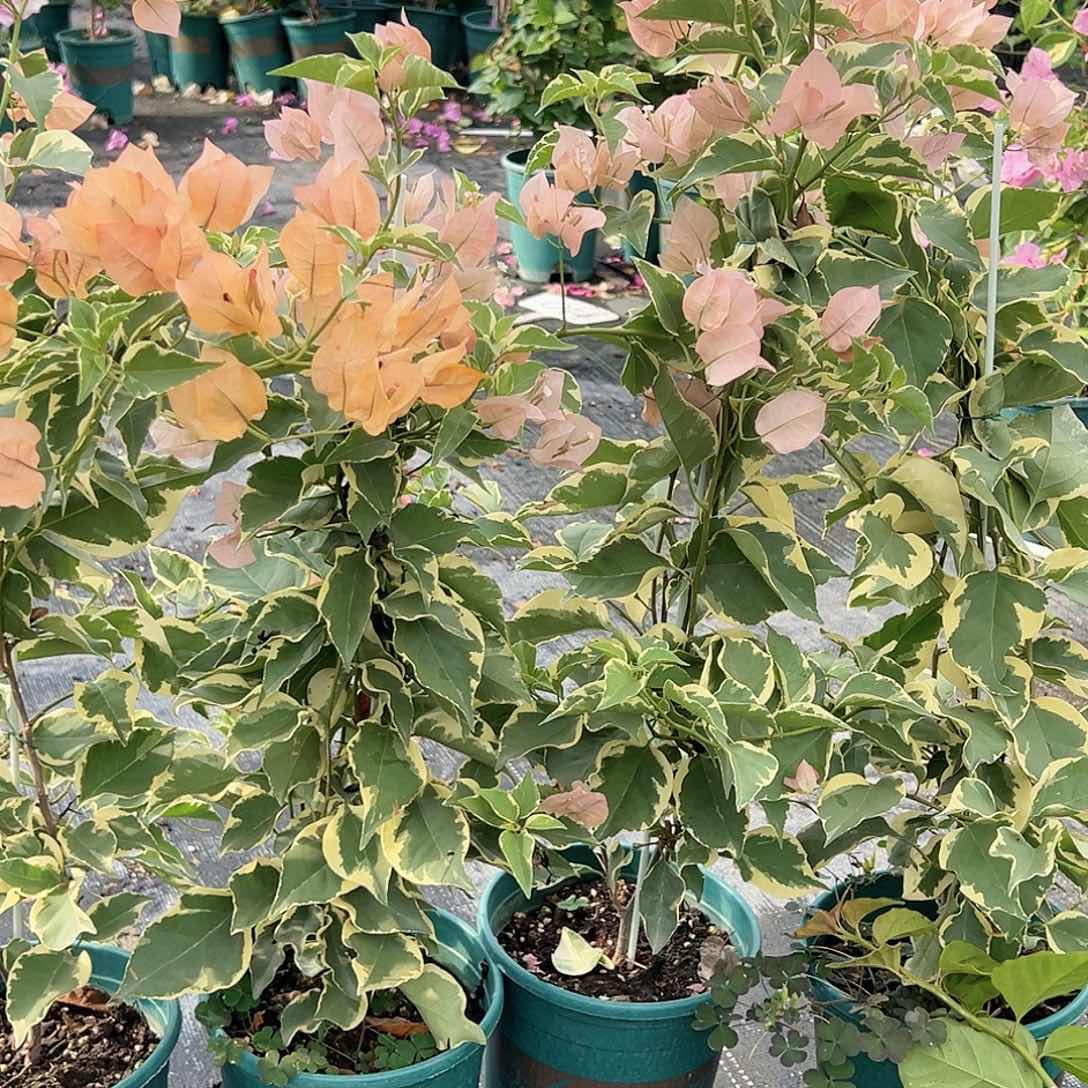 大部分开放少量花苞马斯带竹一颗