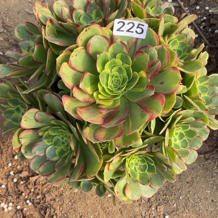 无花朵225多肉植物奶白