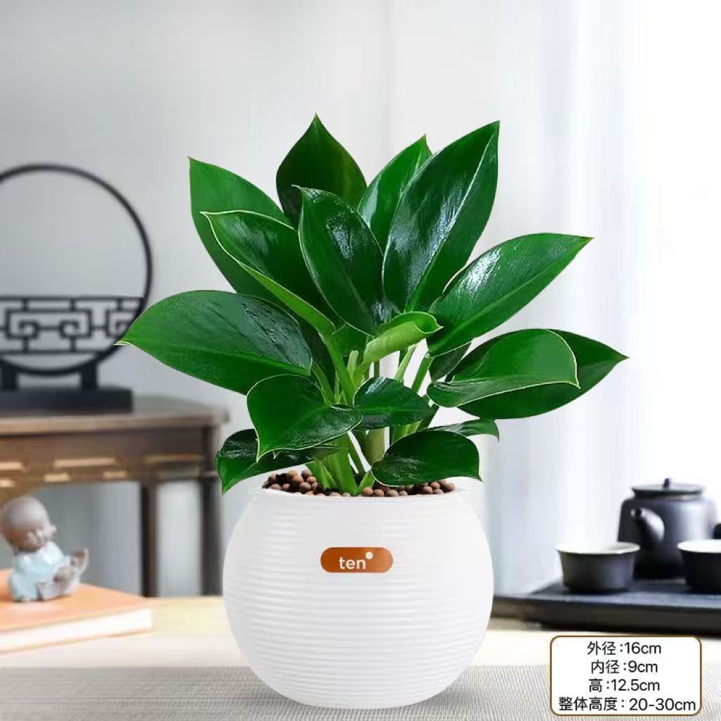 Z补贴【超强净化】金钻绿公主盆栽室内水培绿植净化空气好养四季青