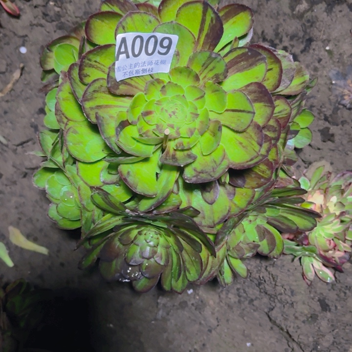 花月夜花25-20包邮花花