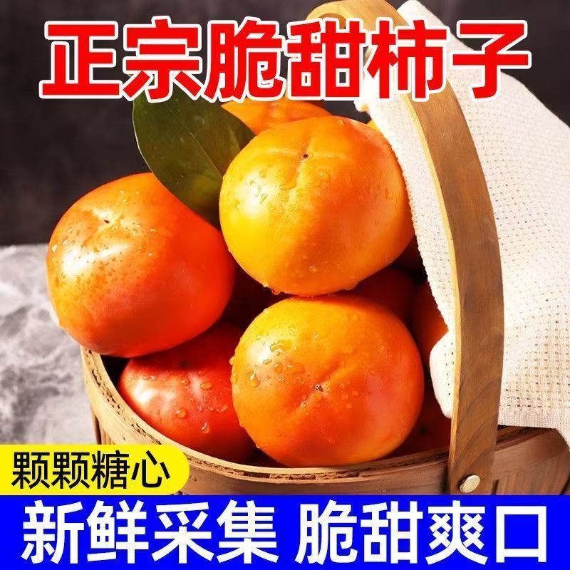 新鲜采摘正宗阳丰脆柿硬吃柿子不涩口新鲜水果自然熟