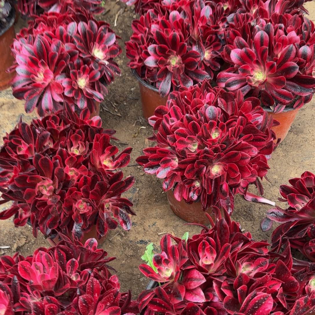 美杜莎绣球9.9多肉植物