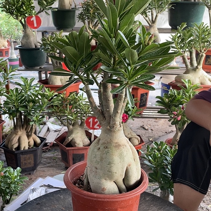 请***邪完全开放沙漠玫瑰
