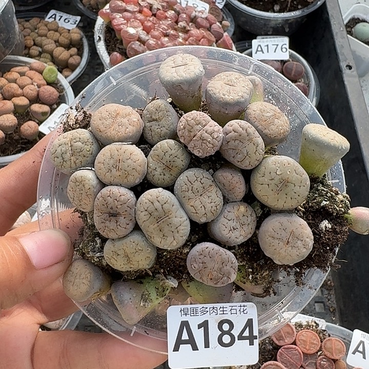 184多肉植物多肉植物