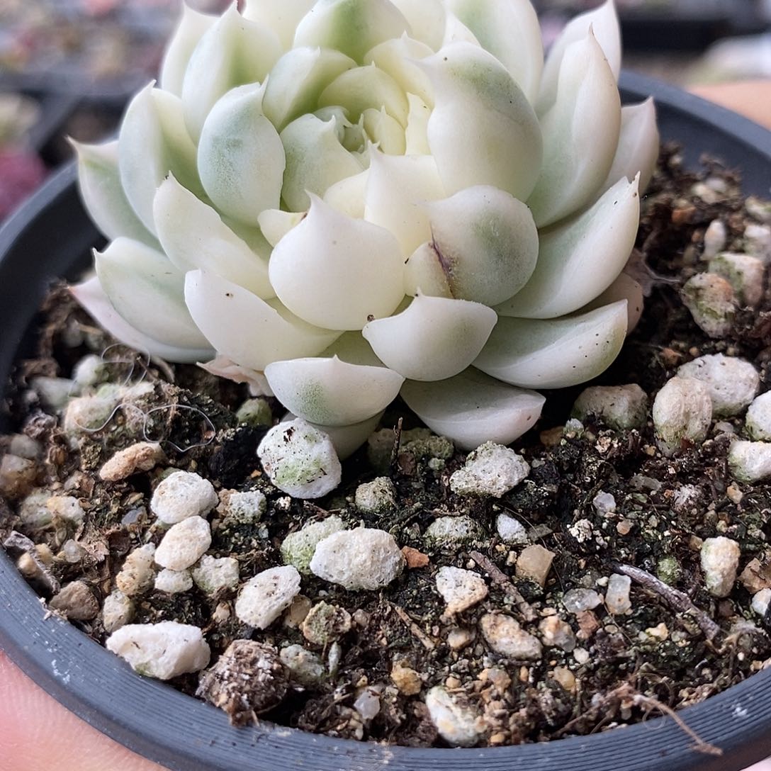 205香妃月影锦多肉植物哇啦塞
