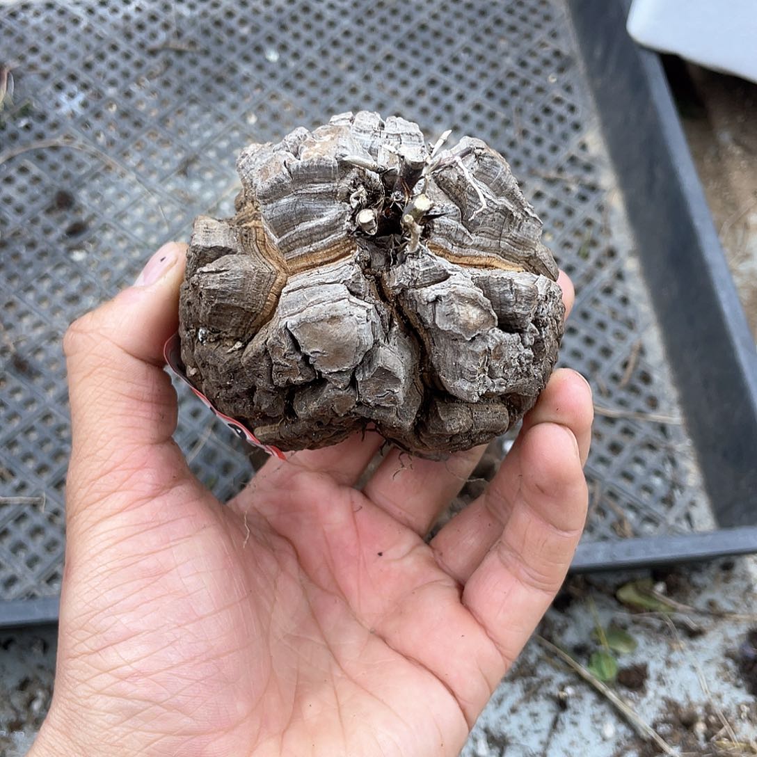 龟甲龙一物一拍1768号8.3cm