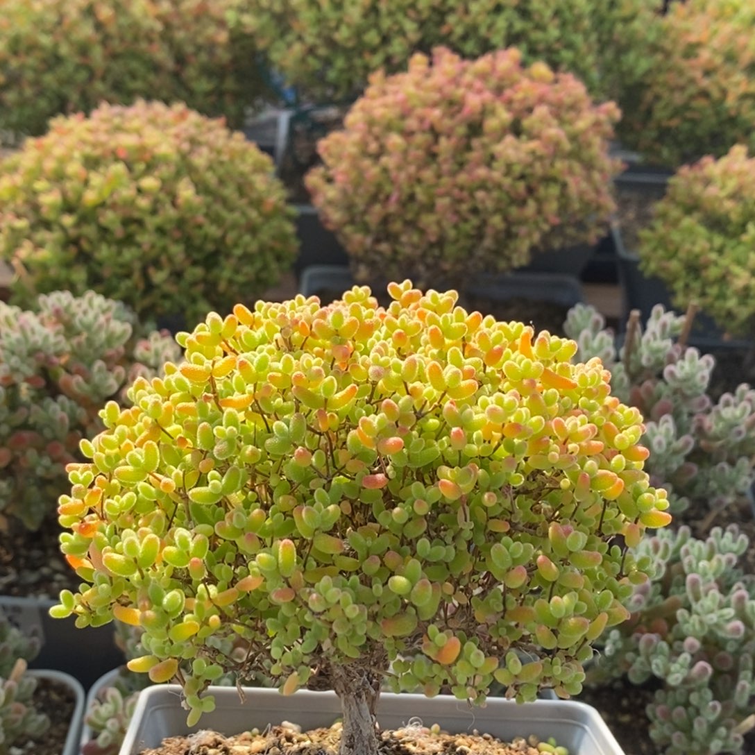 蜜橘糖球2590枝干番杏