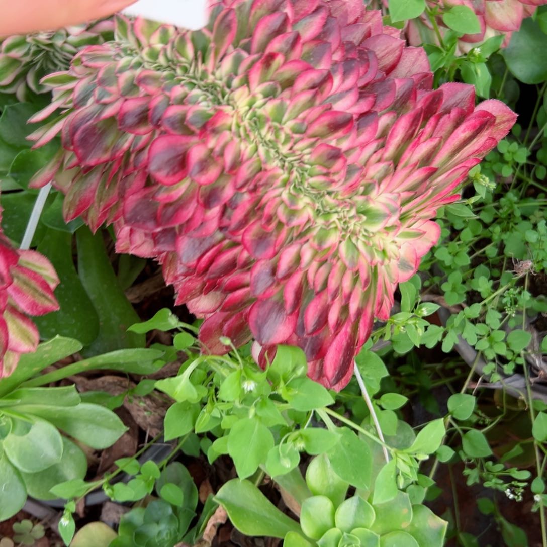 112 号多肉植物新年特价