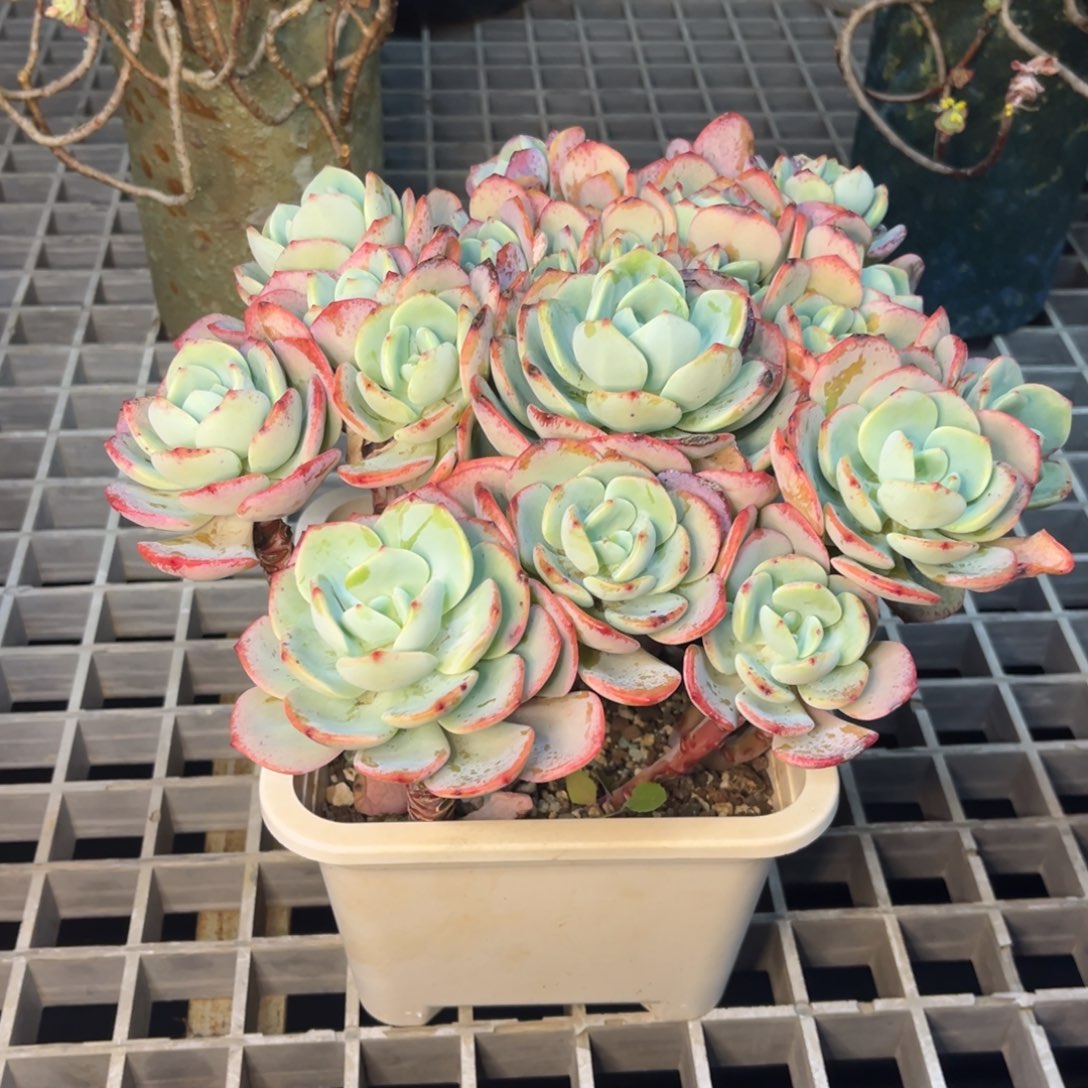 小雨多肉白月光1