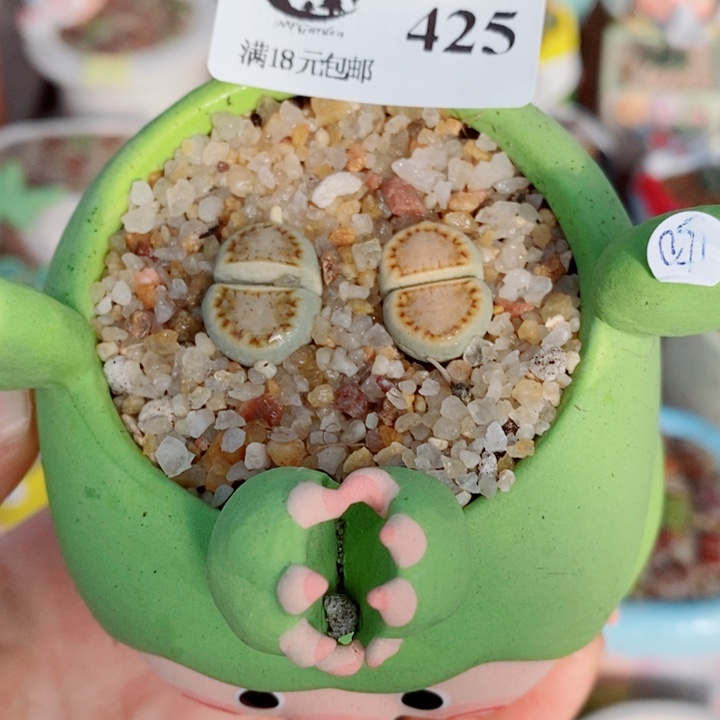 生石花花花花花花花花425