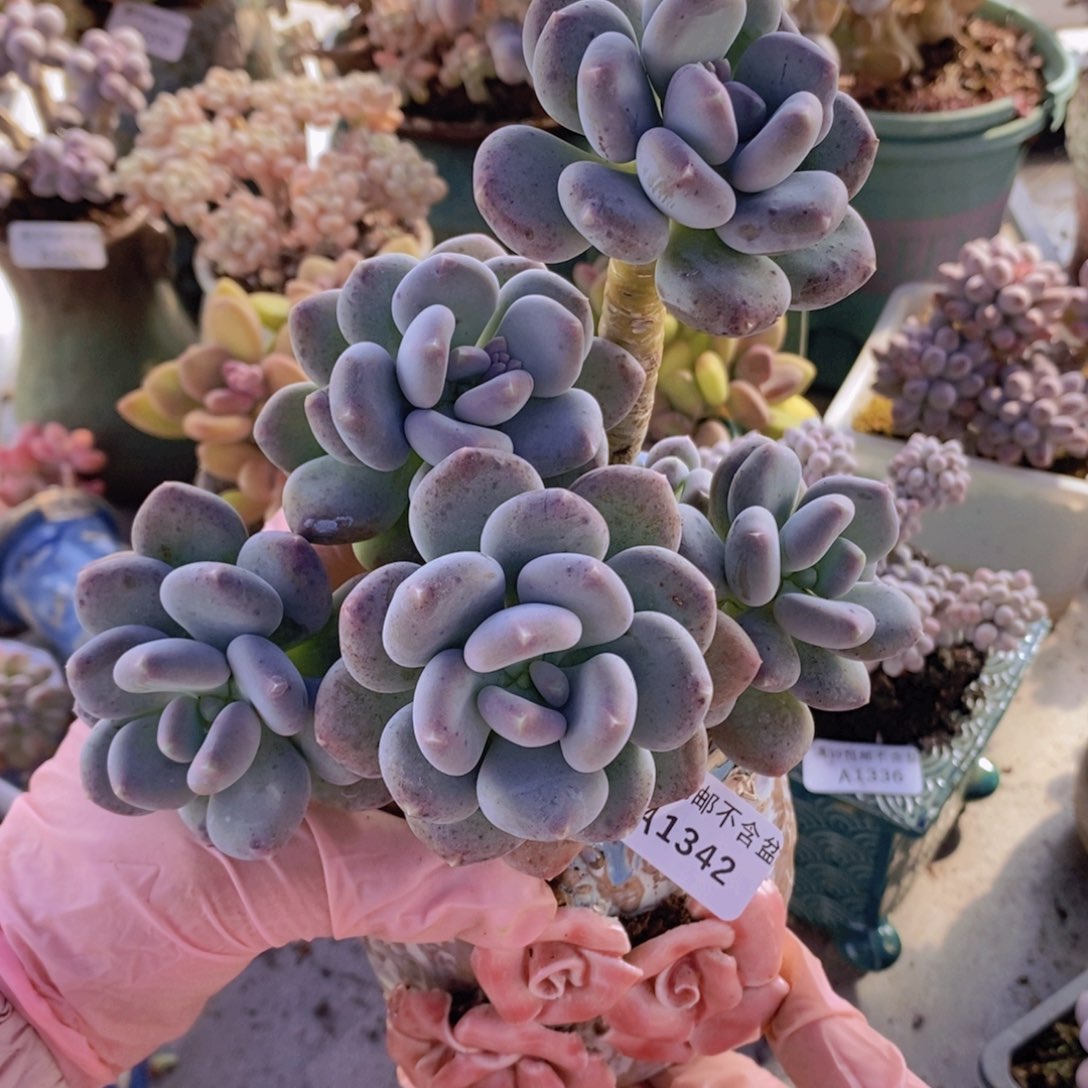 咖啡美人15cm1342多肉植物