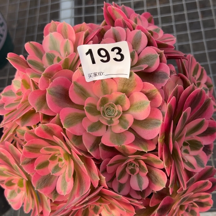 193女巫23厘米左右