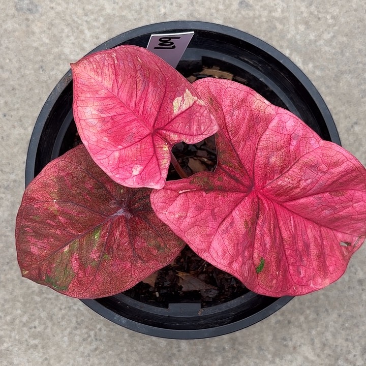 607-0226恋爱季节彩叶芋广东现货