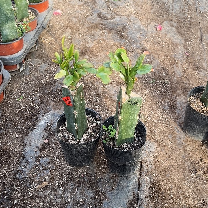 浮***尘524+523嫁接蟹爪兰：035+038（无花苞）