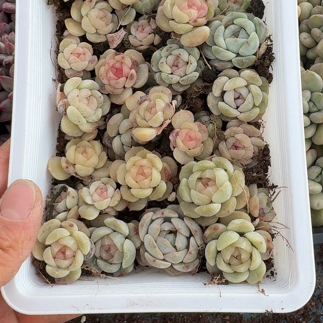 杂交新品珍妮多肉1378