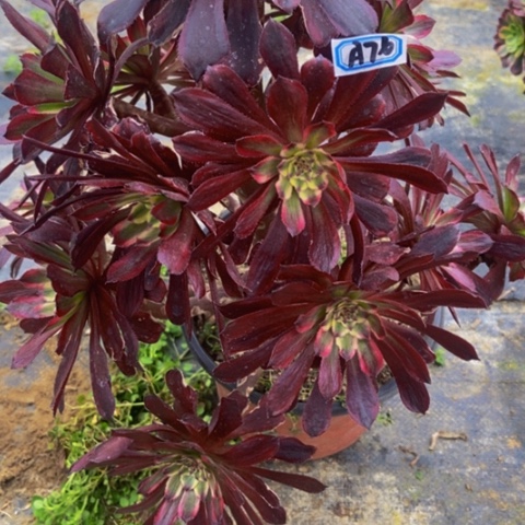 红覆轮多肉植物76多肉