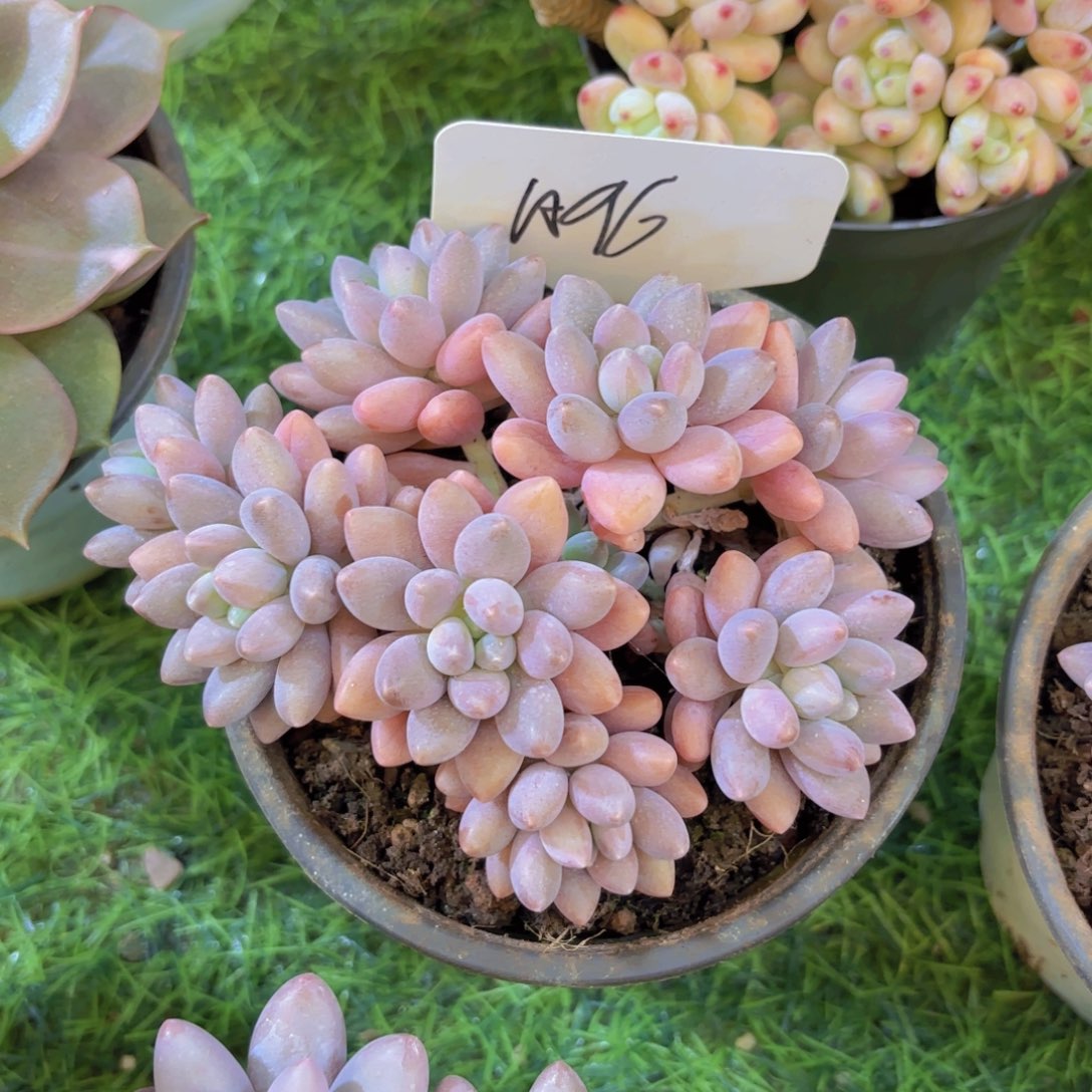 ****丢云南金致家精品多肉