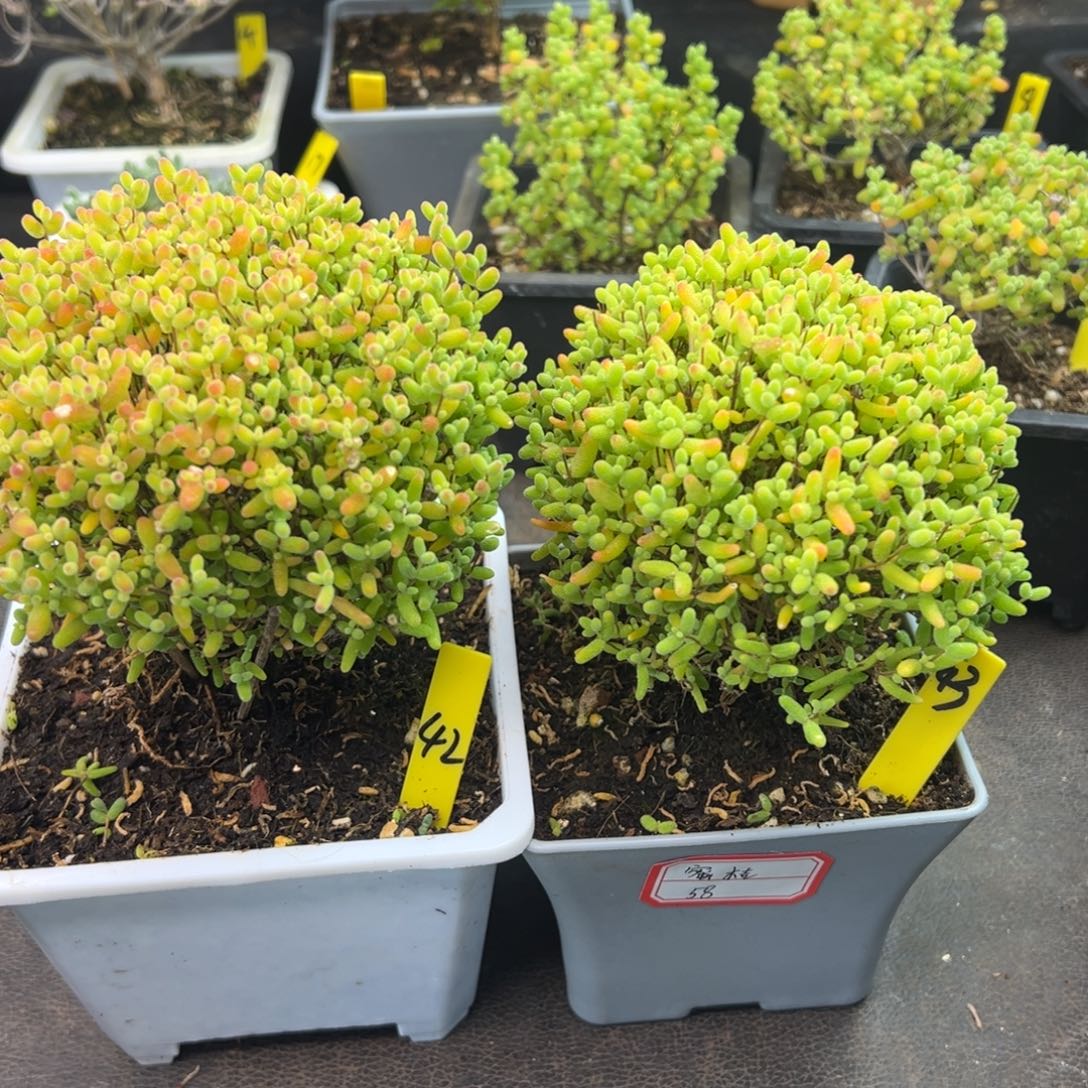 不***改蜜橘蘑菇头42号10cm盆