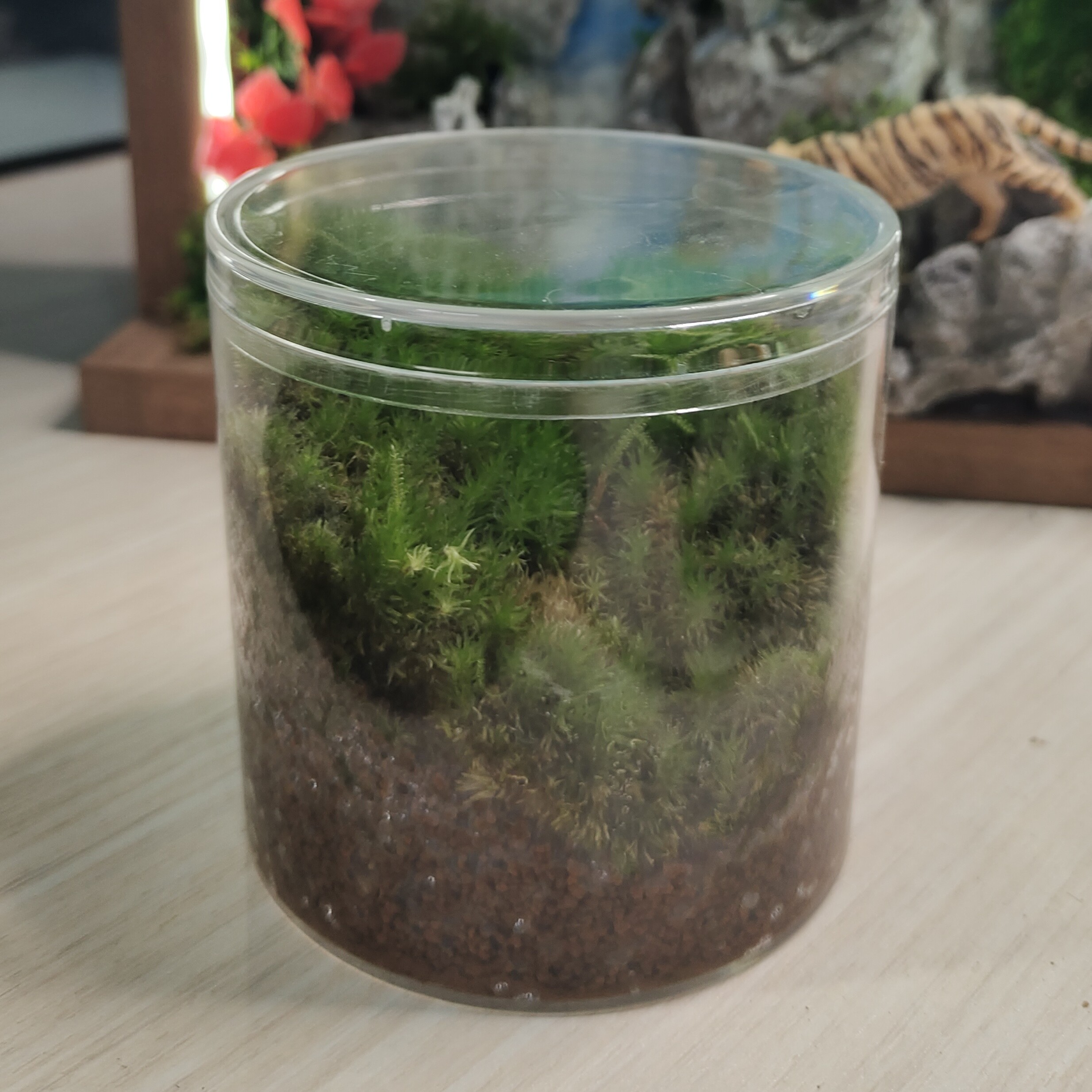 亚克力小圆缸纯苔藓