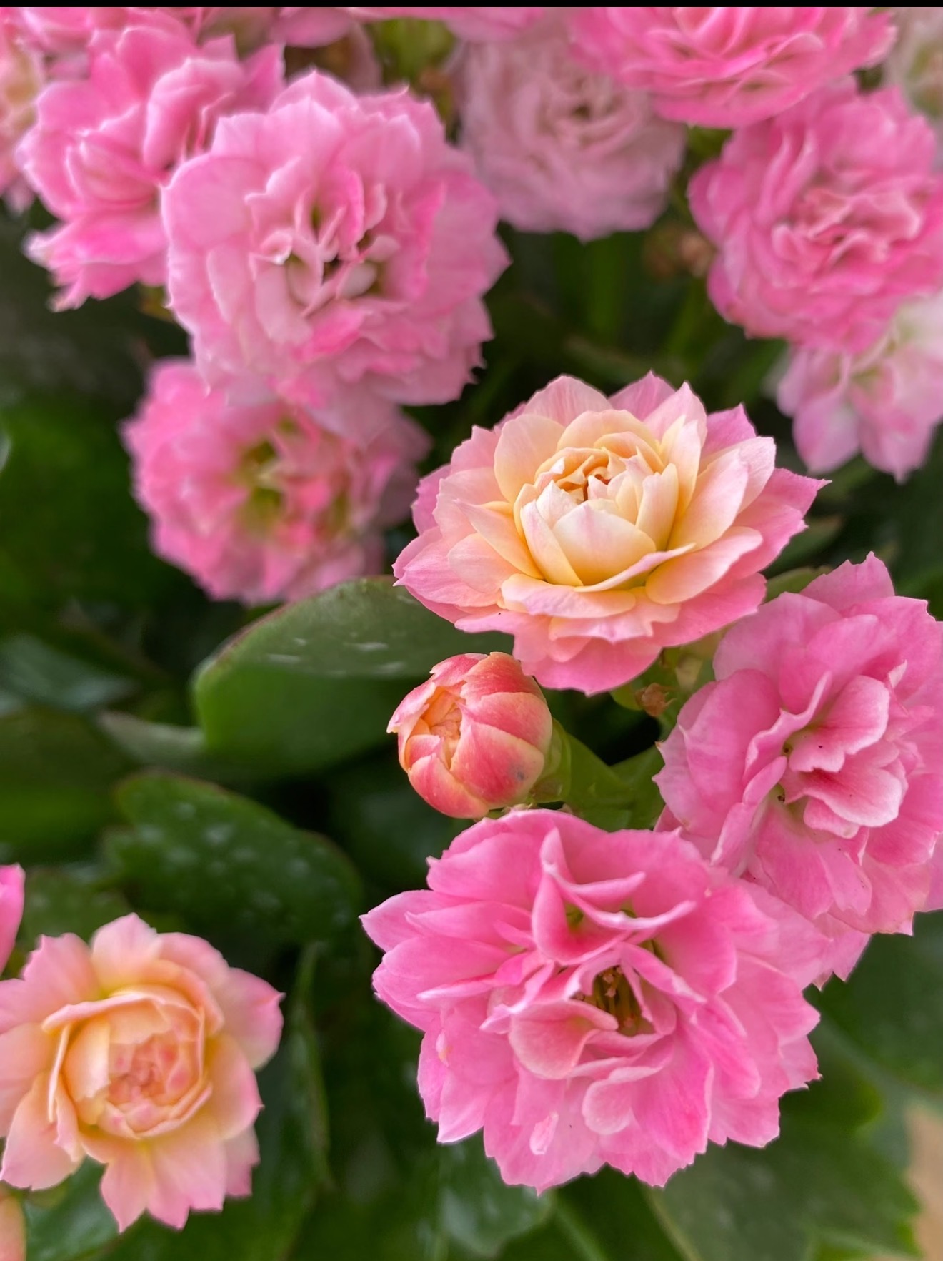 【夏荷冰激凌】130盆稀有长寿花