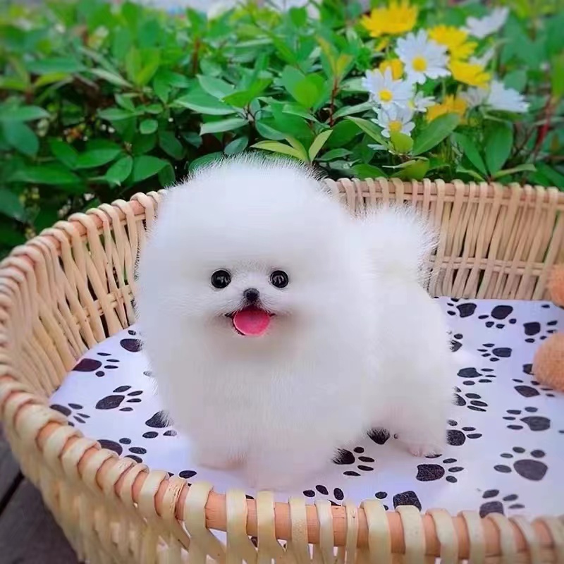 标本宠物通用链接