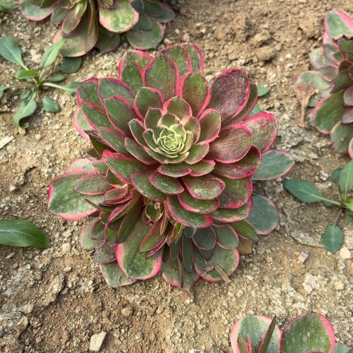 粉花妖多肉法师量拍