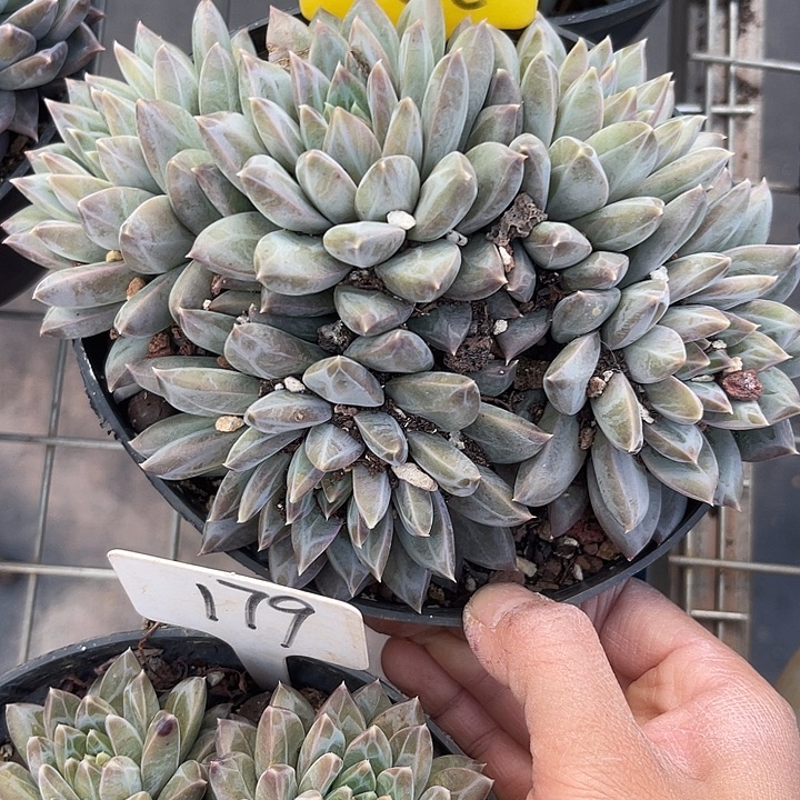 两单包邮，一物一拍66美人