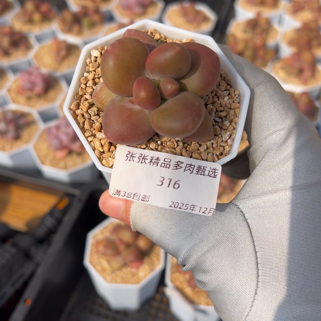 张张精品多肉甄选316