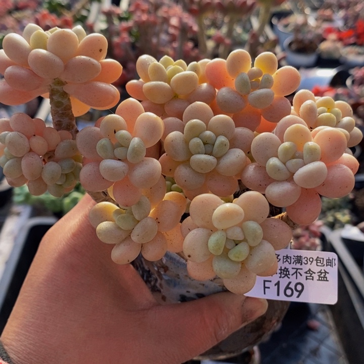 洛可可老桩有掉叶169多肉植物