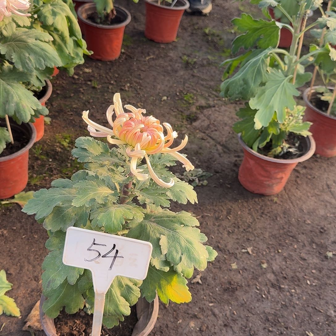 D***瓜大部分花苞少量开放54加奈