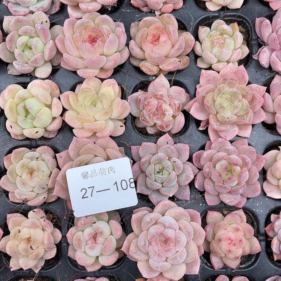 *****多肉一物一拍27-108