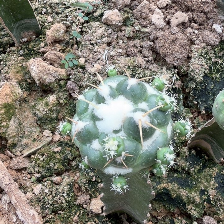 无花朵福利无刺象牙仙人球