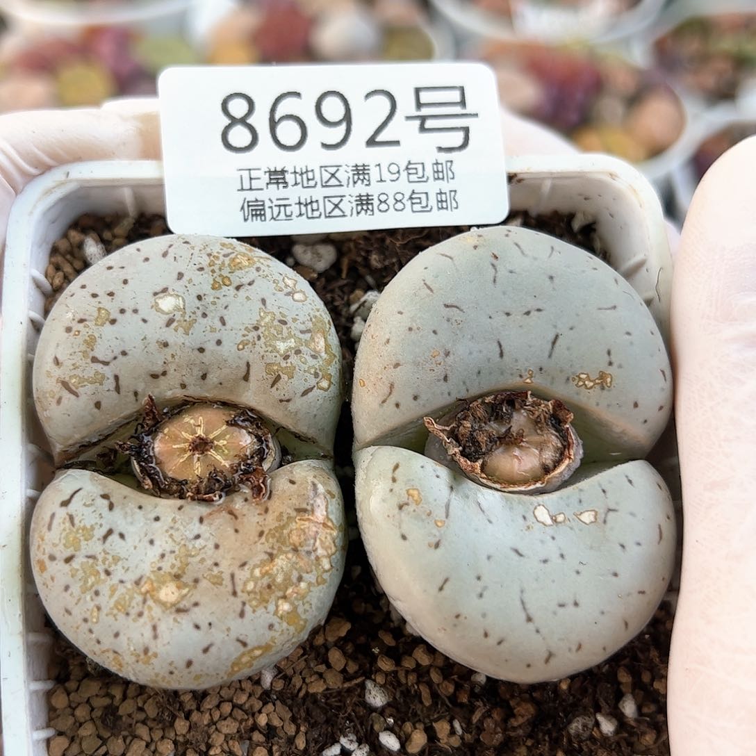 好养易活生石花大母本8692