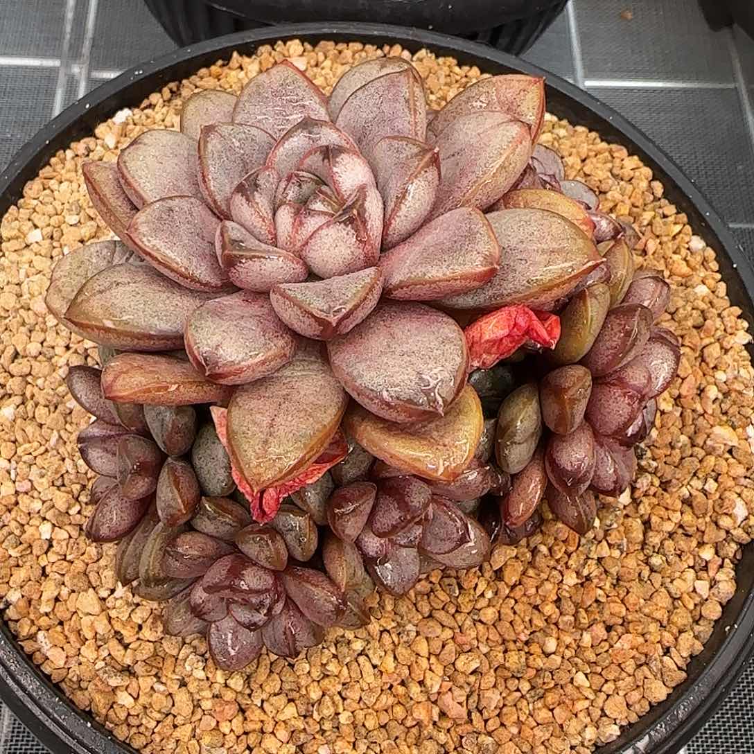 从前慢甄选多肉编号葡萄小