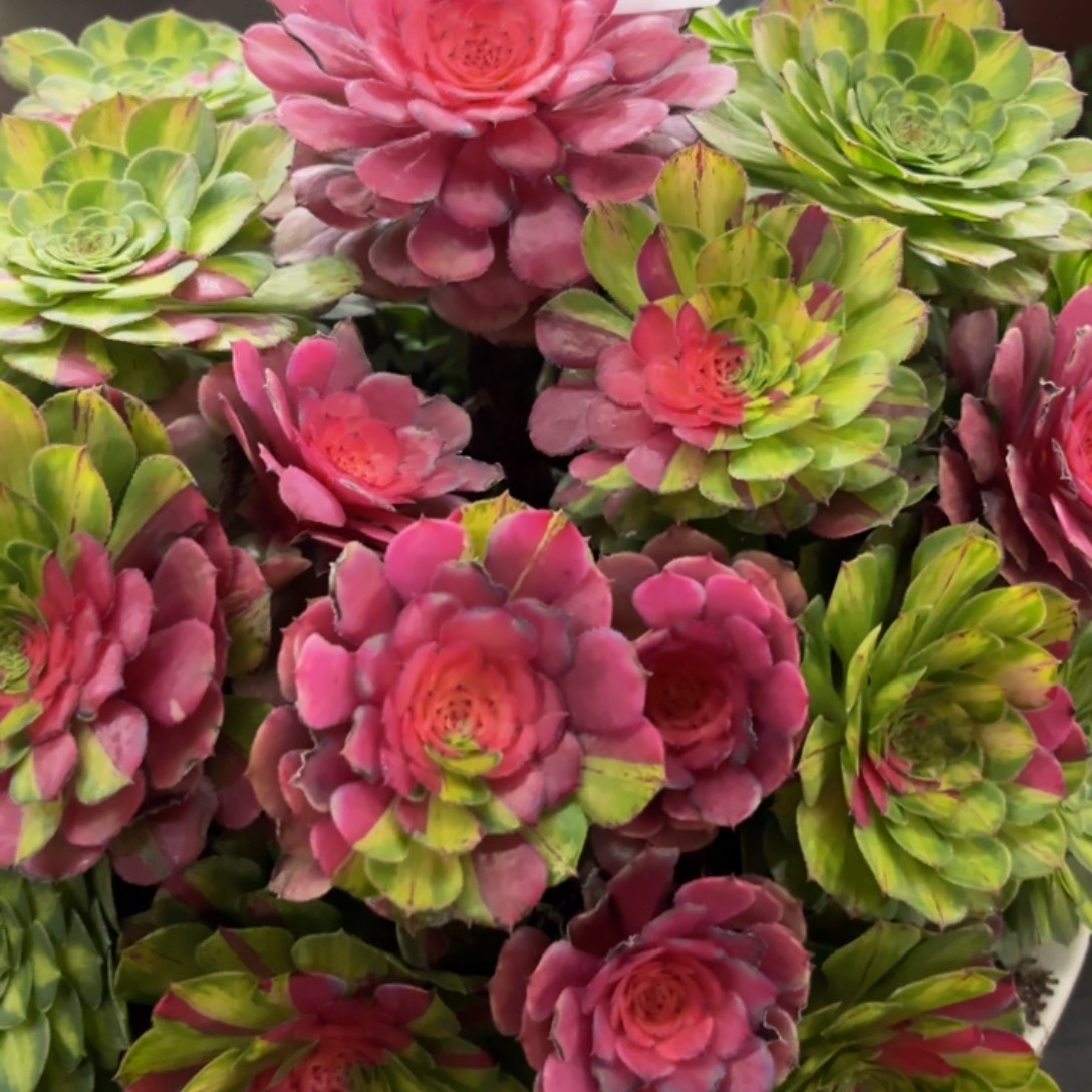 哈哈多肉福利277多