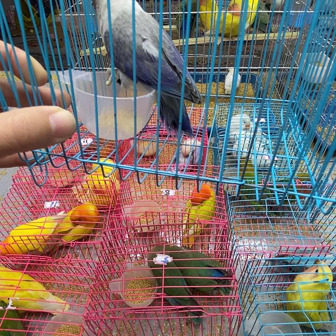 顺***桃脸牡丹鹦鹉紫蓝黑头一只