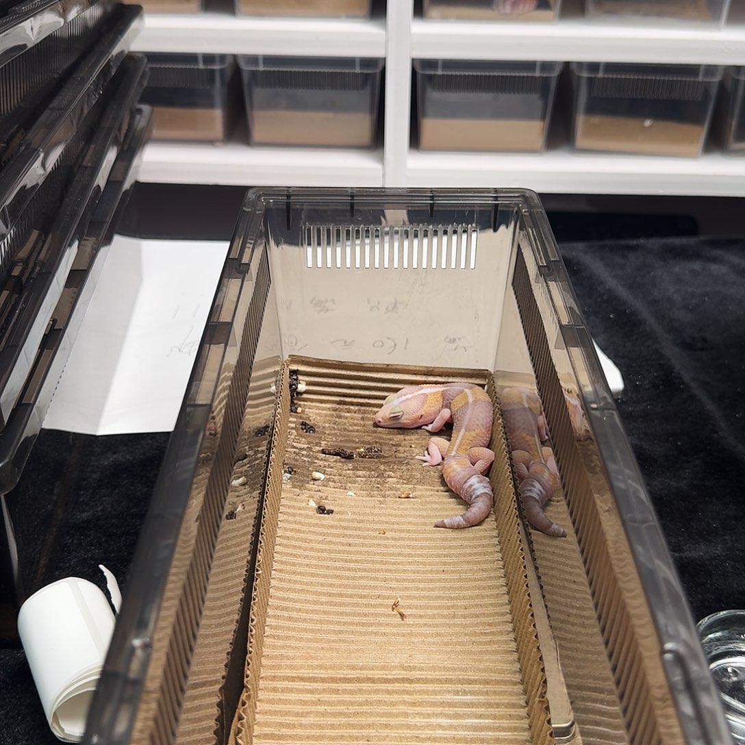 肥尾守宫黄红橘白搞起！