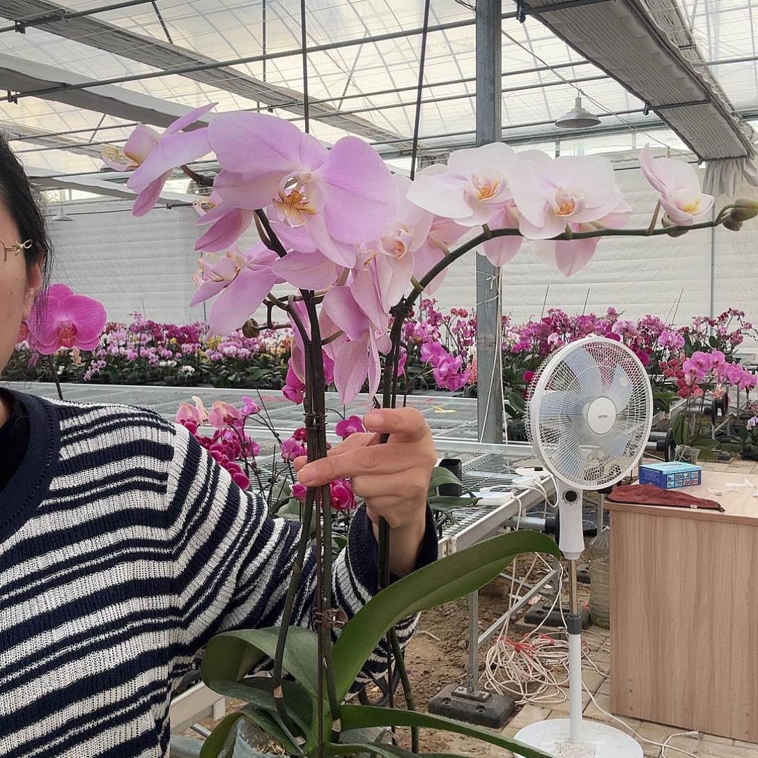 完全开放芳美女朋友1颗，罗曼史情人1颗