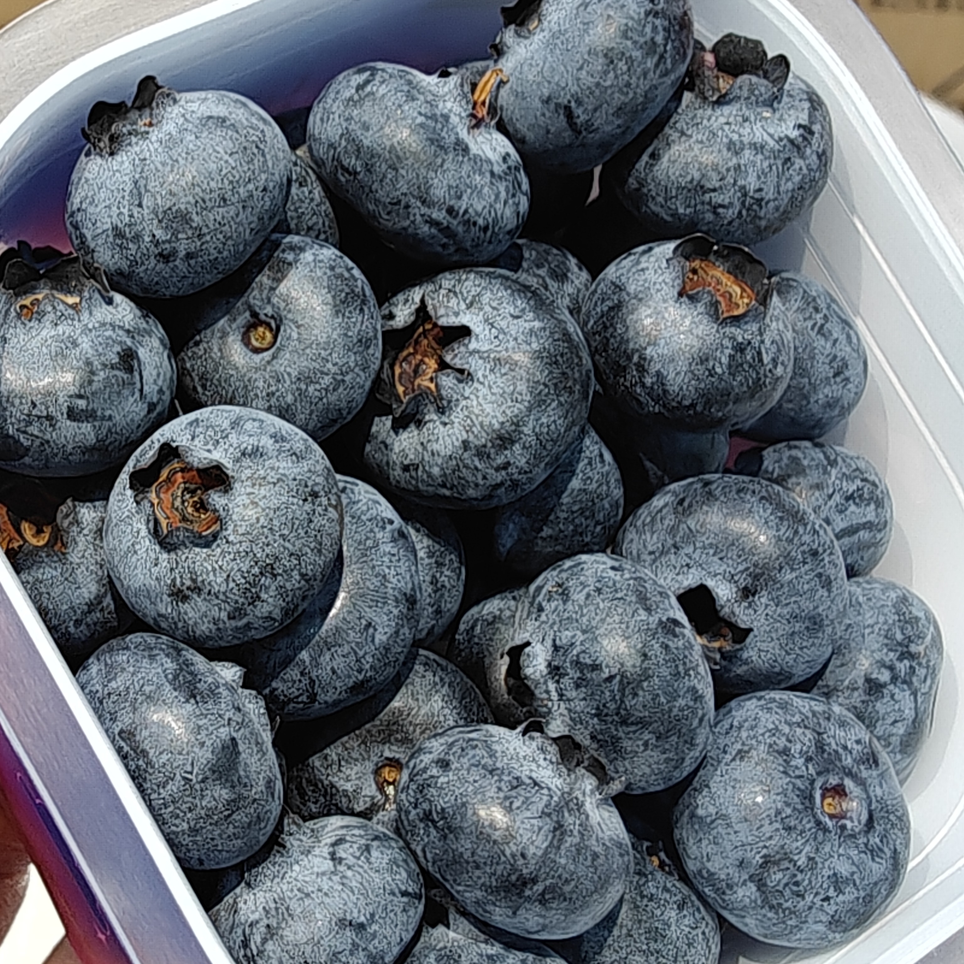 云南星辰蓝莓 100g/盒 （脆甜带花香)云南省