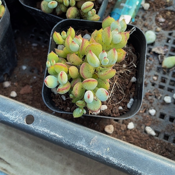 打磨福娘2.8带盆土