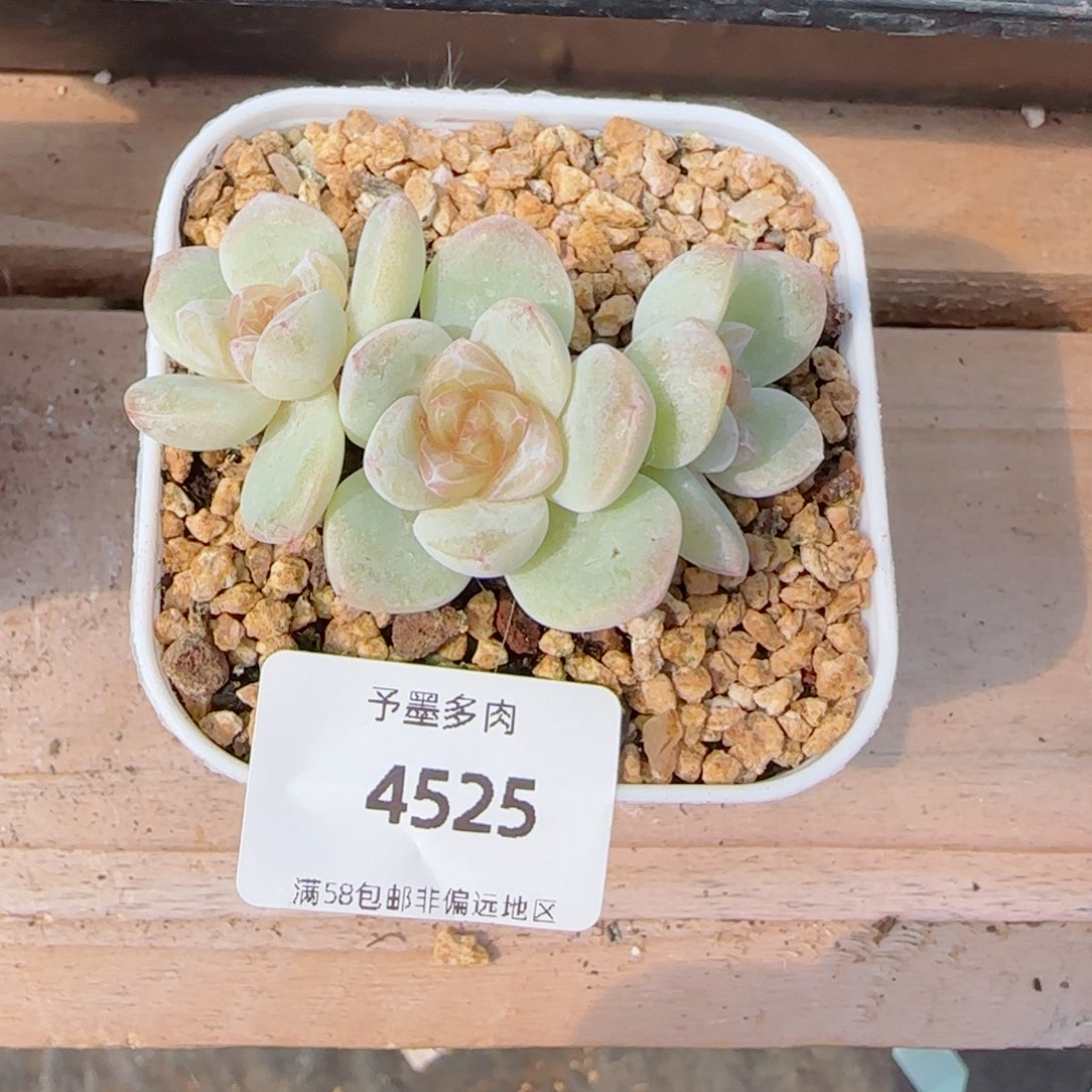 玉清风，4525多肉植物