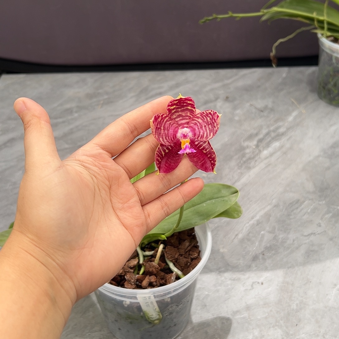 完全开放林登斑马830叶子瑕疵