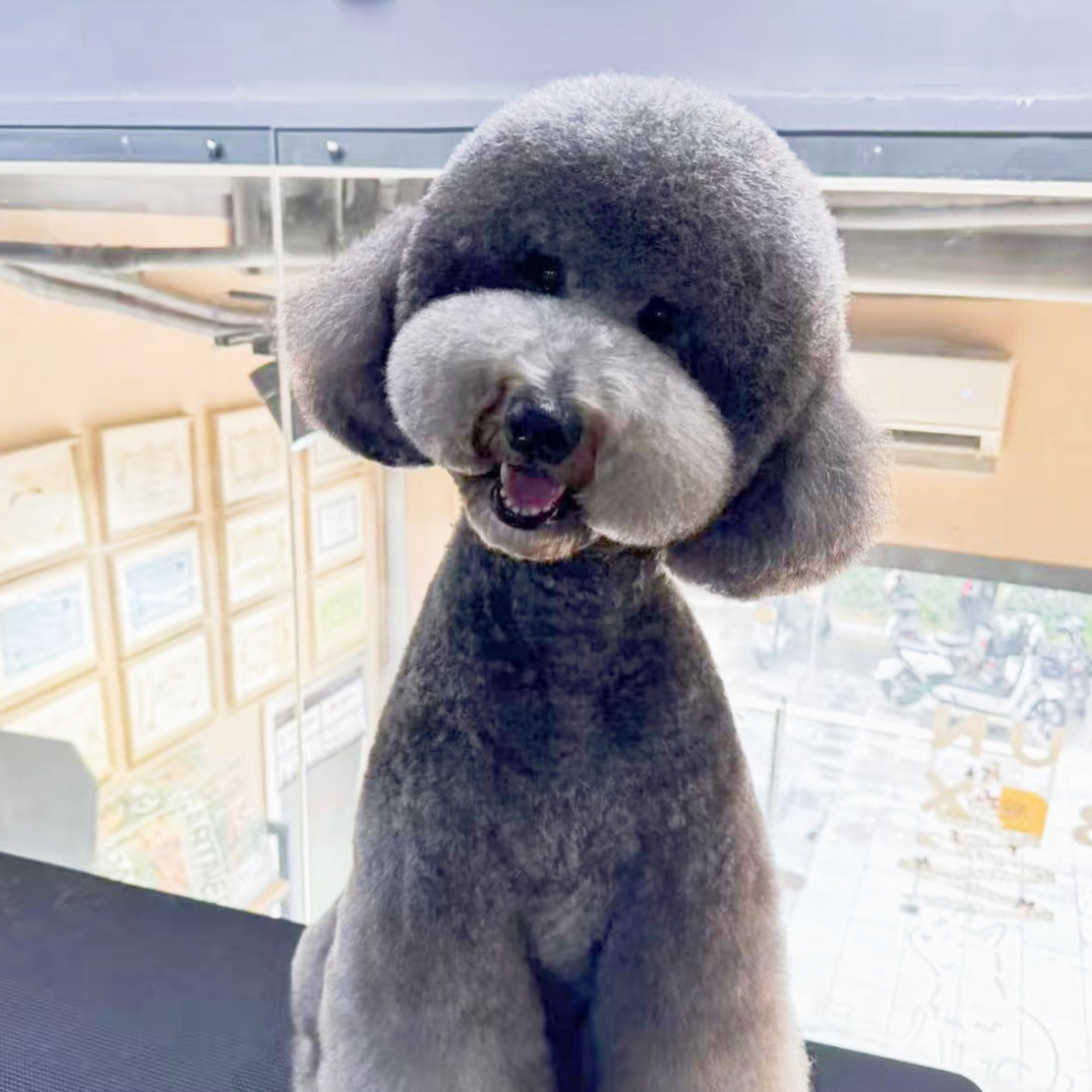 巨贵宝宝。奶香冰色，香槟色，灰色，带证书哦