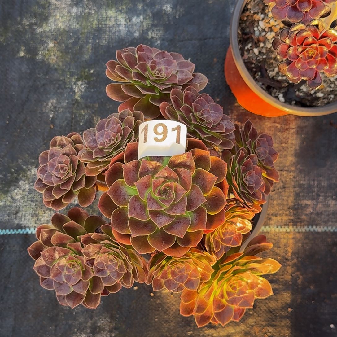 191赤燕连法师植物