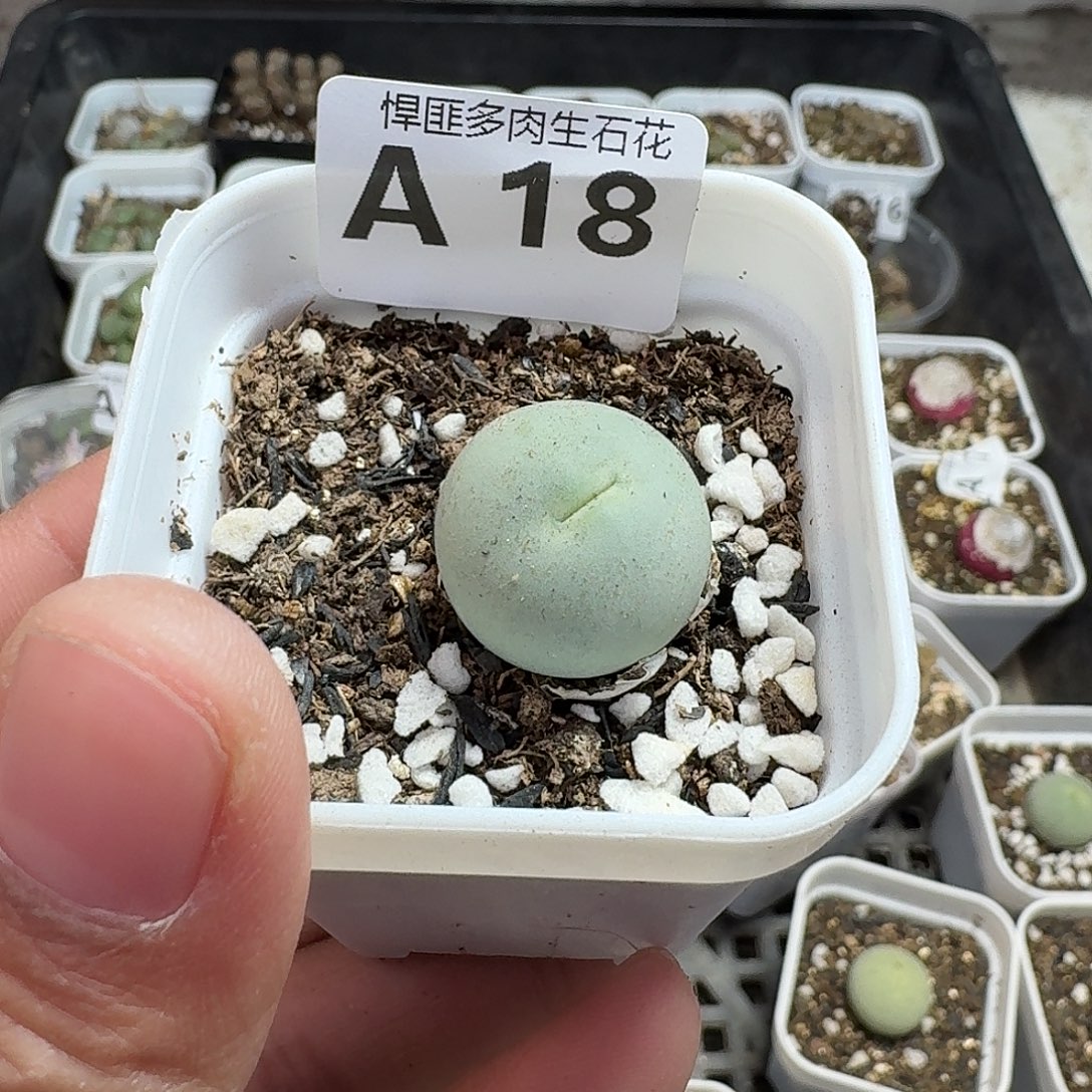 18多肉植物多肉植物