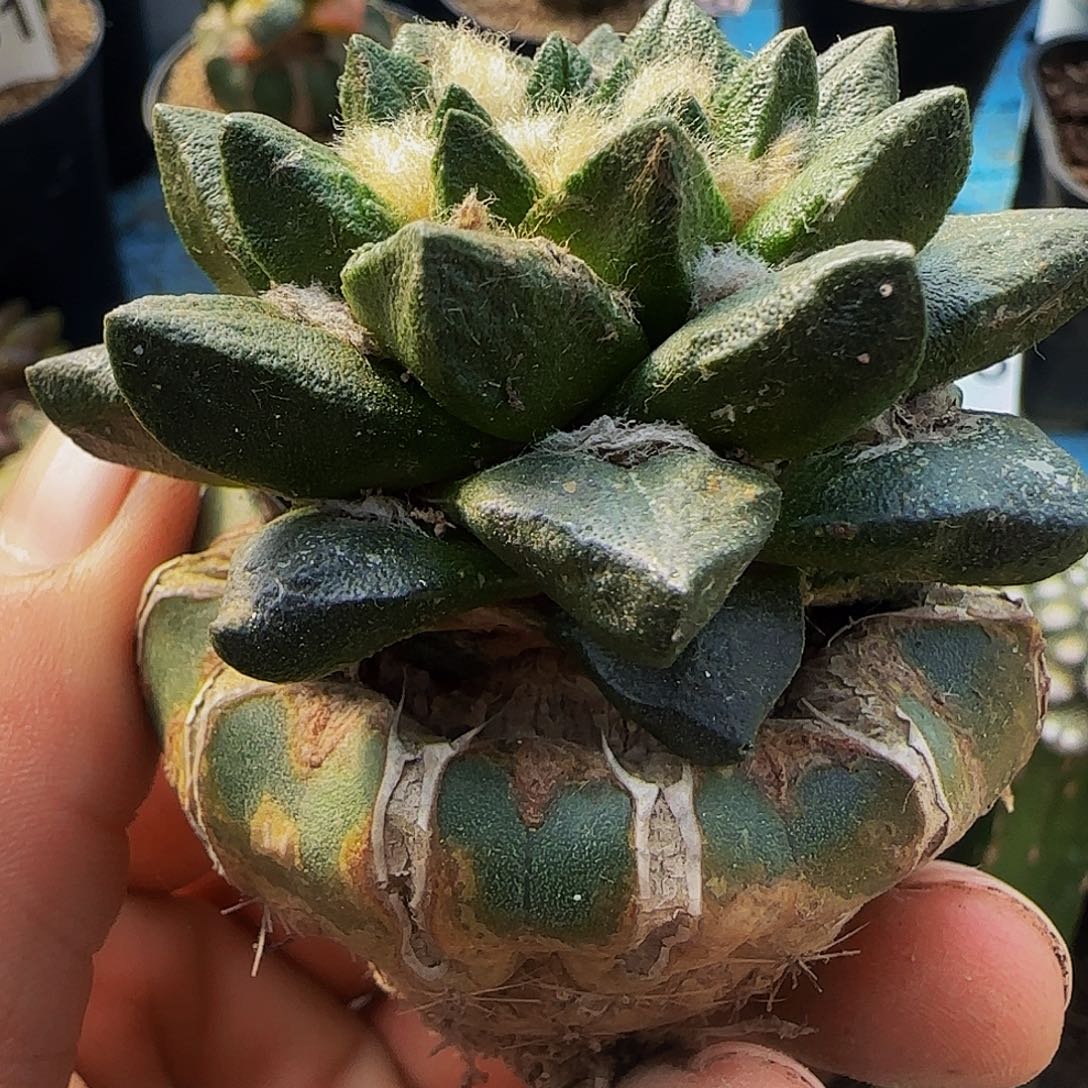 大尤龙角牡丹834。    