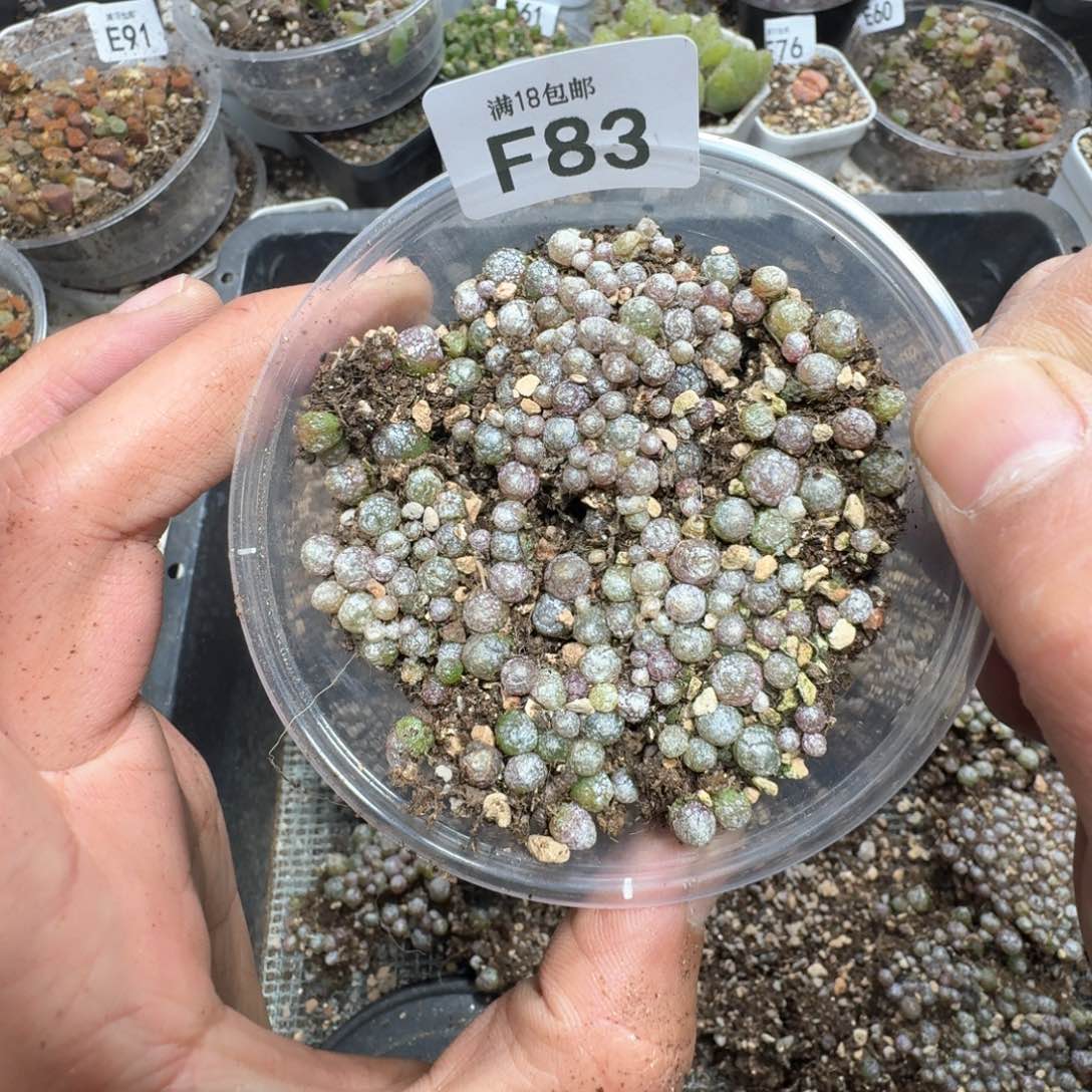 F83。小灯泡一盒。尺寸不大