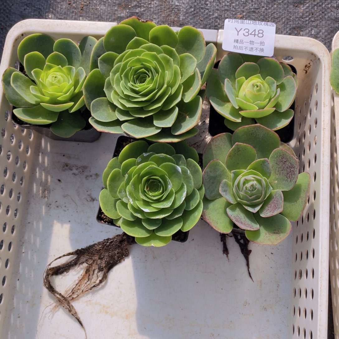 我发发348买三送二（一物一拍）