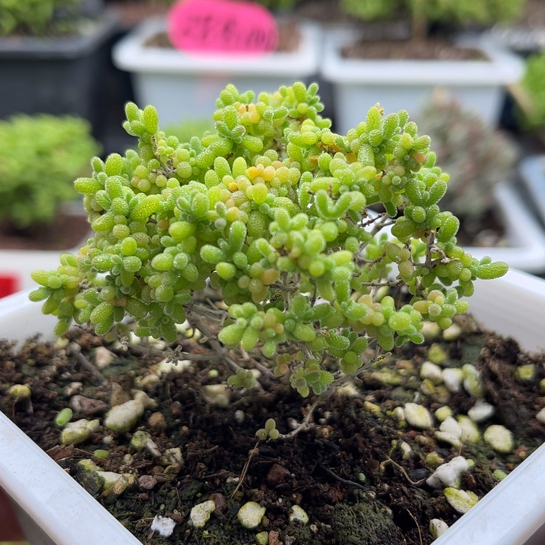 小小米优选枝干番杏