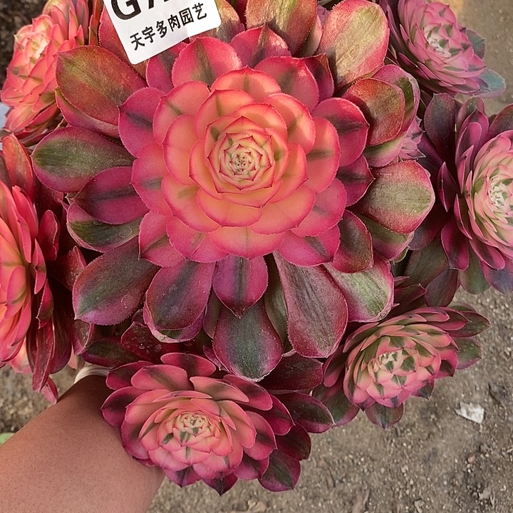 多肉植物荔枝729多肉